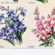Poster about lily of the valley, flax, lobelia and lupin