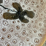 Set of 5 MBFA Pornic 70's dessert plates