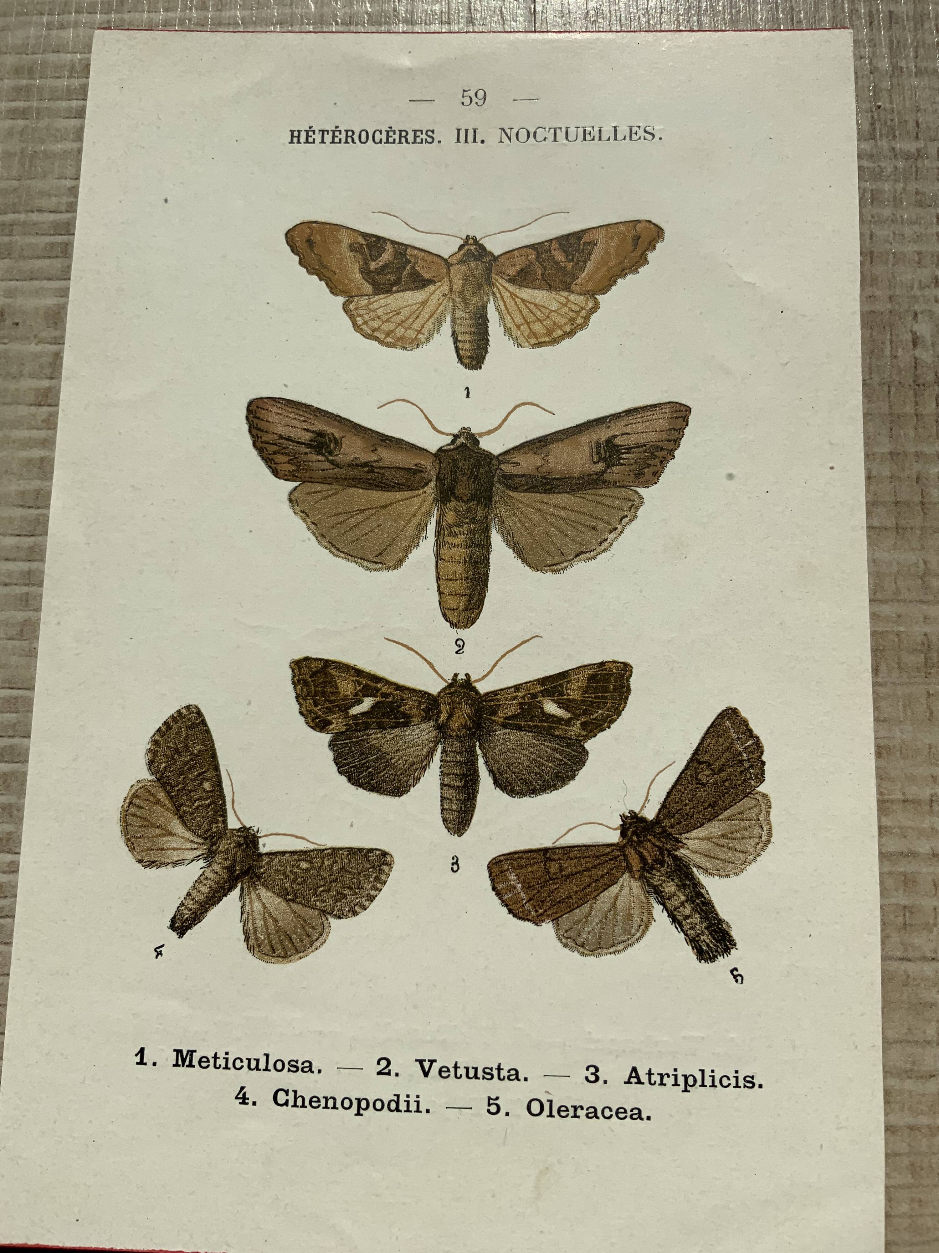 Vintage botanical plate antique butterfly engraving 1903 double-sided G. Denise