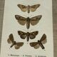 Vintage botanical plate antique butterfly engraving 1903 double-sided G. Denise
