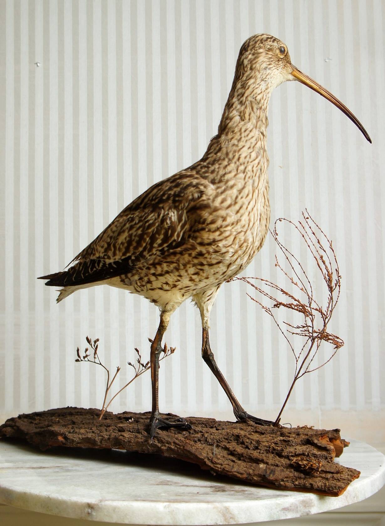 Stuffed bird "Eurasian Curlew" on plant base