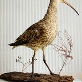Stuffed bird "Eurasian Curlew" on plant base