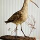 Stuffed bird "Eurasian Curlew" on plant base