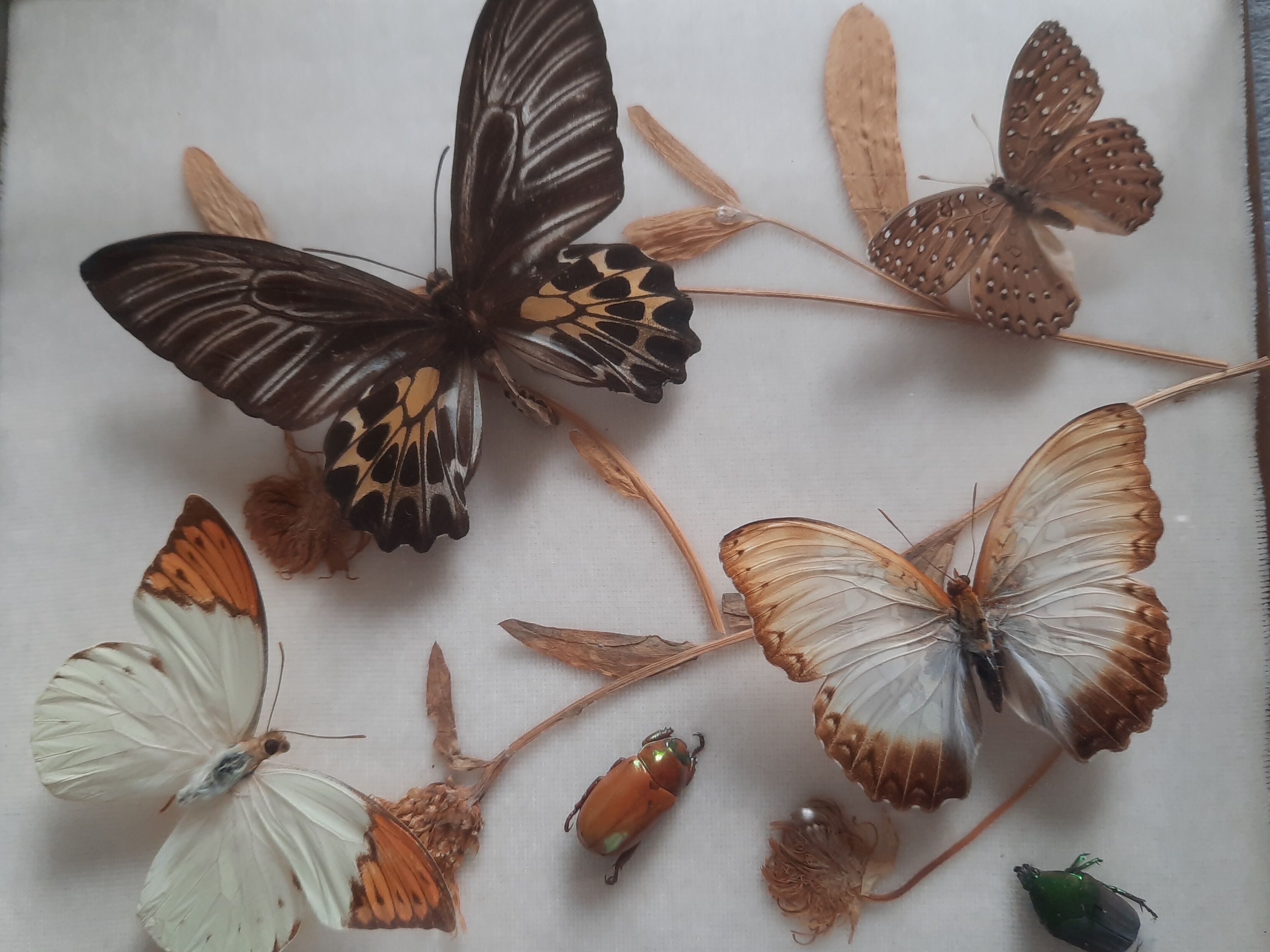 Butterflies on display