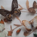 Butterflies on display