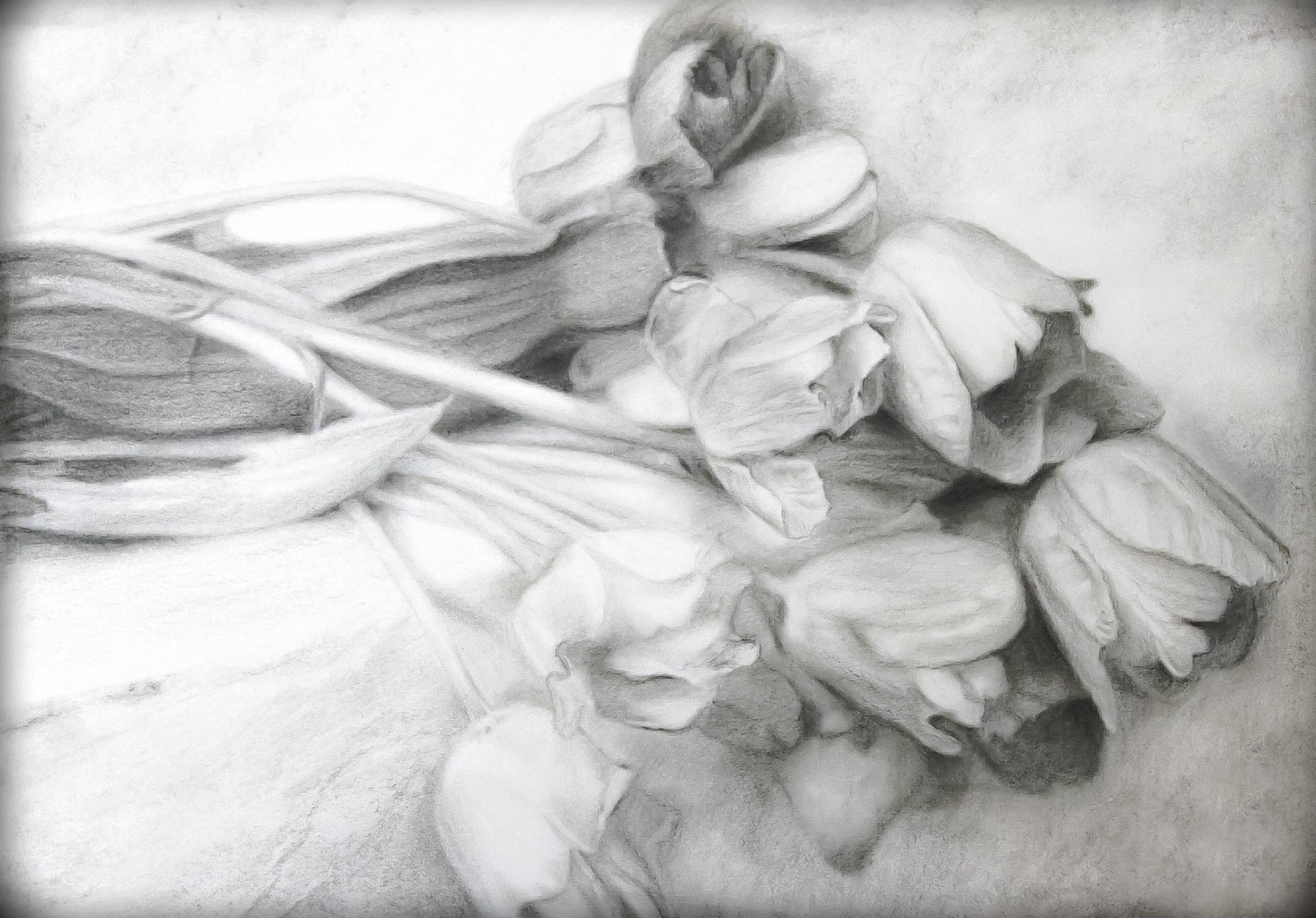 Dibujo de tulipanes a carbono sobre papel. Flowers sketch.