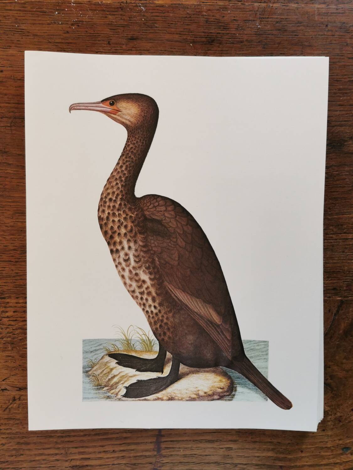 Cormorant zoological board