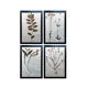 Old Herbarium 1894 four framed plates