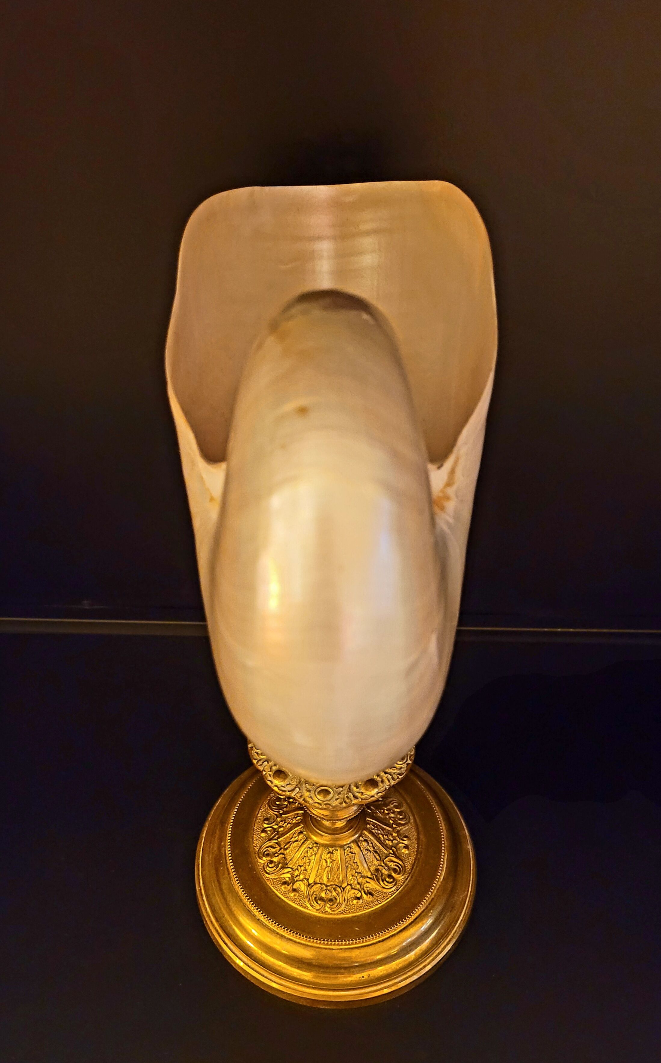 Cabinet of curiosities Nautile mother-of-pearl shell old collection