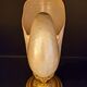 Cabinet of curiosities Nautile mother-of-pearl shell old collection