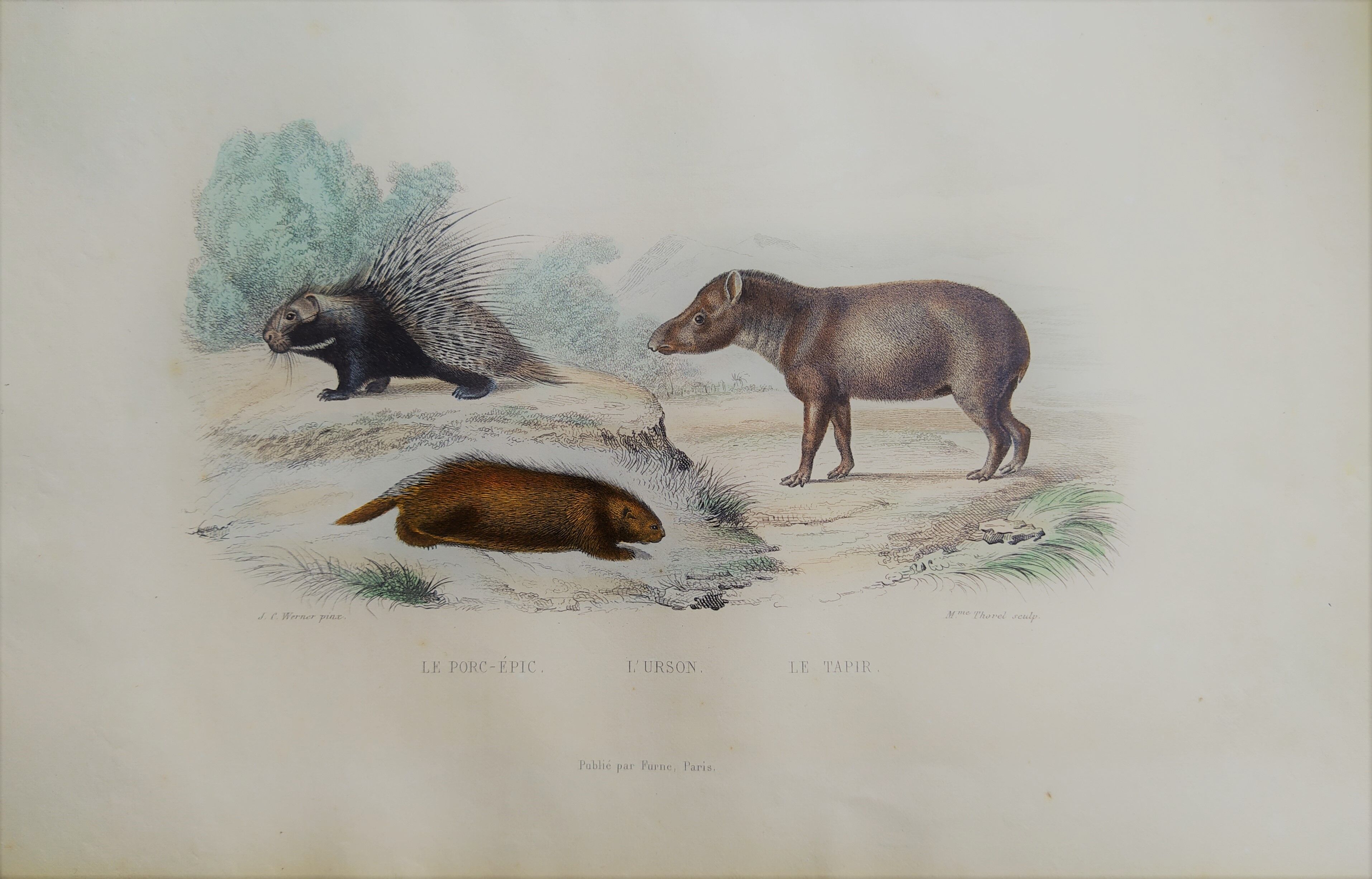 Original zoological board " Porc-Epic - Urson - Tapir " Buffon 1838
