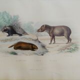 Original zoological board " Porc-Epic - Urson - Tapir " Buffon 1838