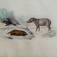 Original zoological board " Porc-Epic - Urson - Tapir " Buffon 1838