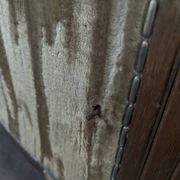 Fauteuil Art Déco par Maurice Dufrêne en Acajou