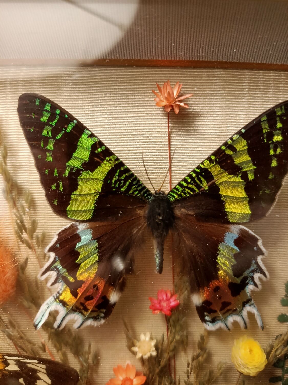 Cadre vitrine papillons