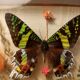 Cadre vitrine papillons