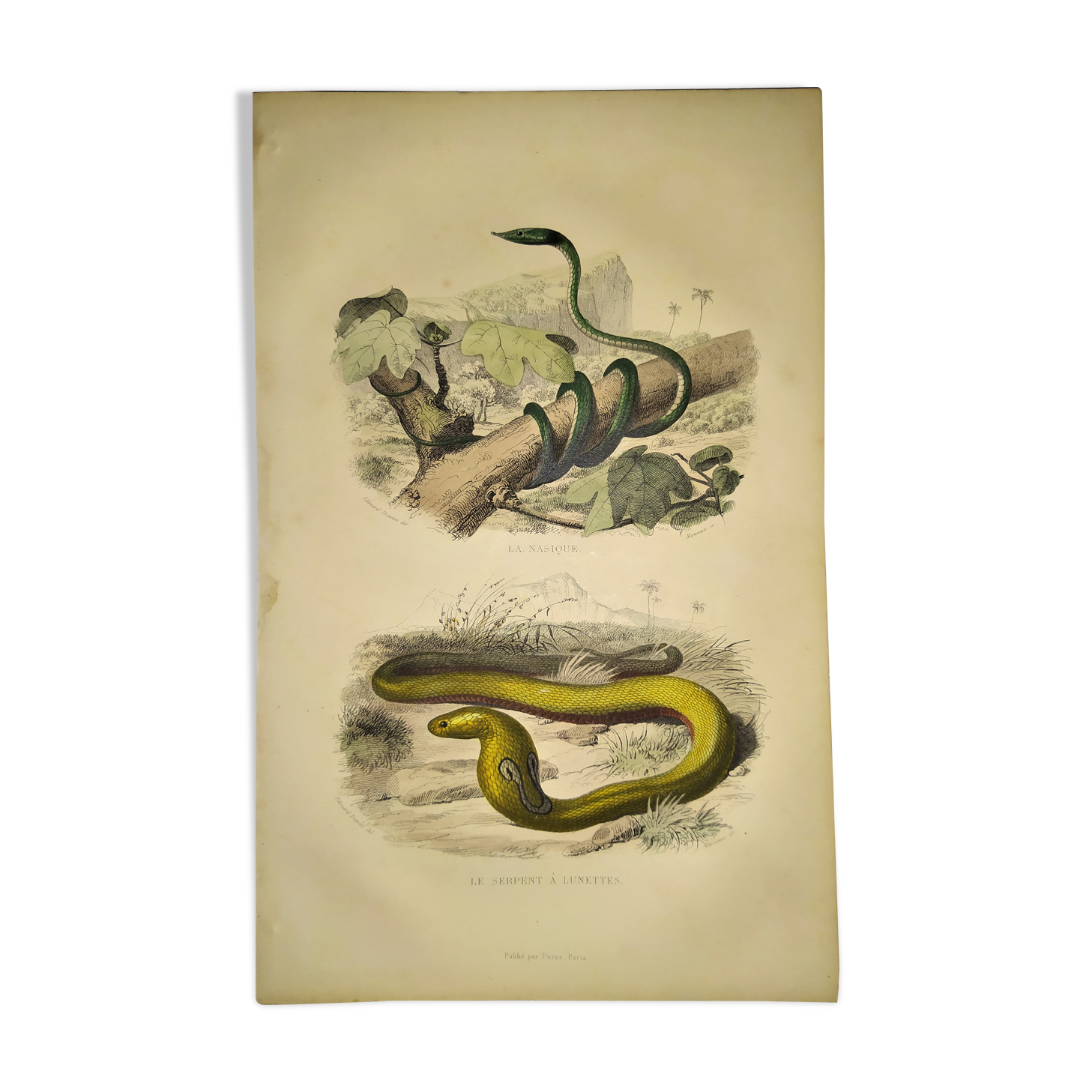 Original zoological plate of 1839 "saurian" nasic,....