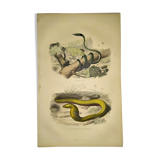 Original zoological plate of 1839 "saurian" nasic,....