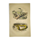 Planche zoologique originale de 1839 "saurien" la nasique,....