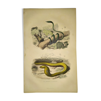 Original zoological plate of 1839 "saurian" nasic,....