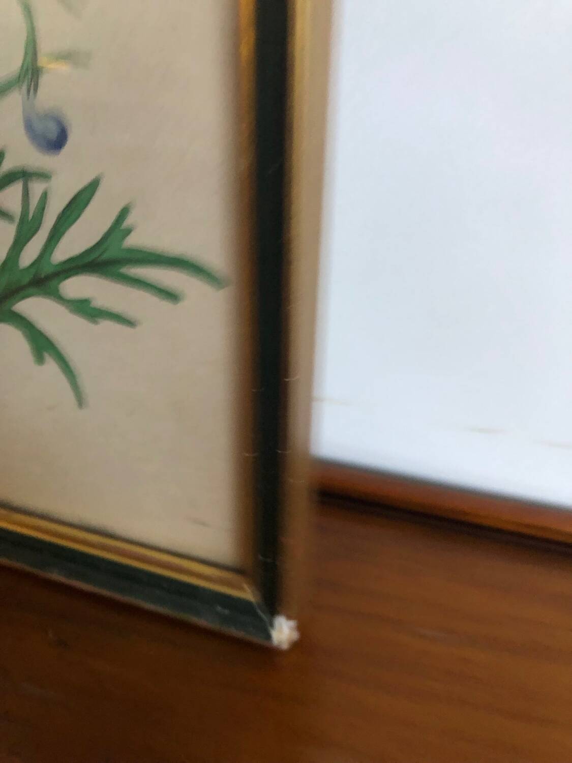 Botanical vintage illustration