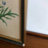 Botanical vintage illustration