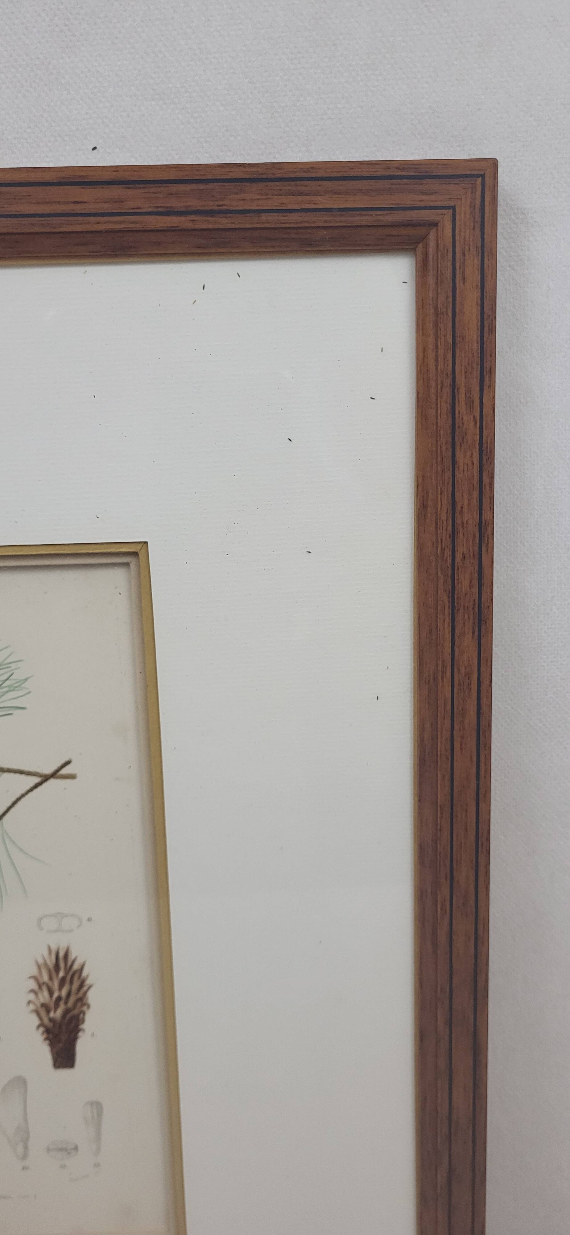 Botanical plate engraving Maritime pine Fournier