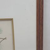 Botanical plate engraving Maritime pine Fournier