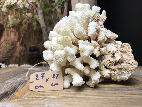 Corail cluster
