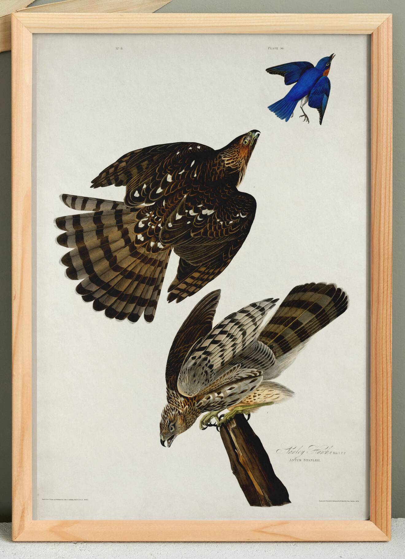 Poster for Cooper's Falcon, based on an old engraving from 1827.