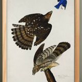 Poster for Cooper's Falcon, based on an old engraving from 1827.