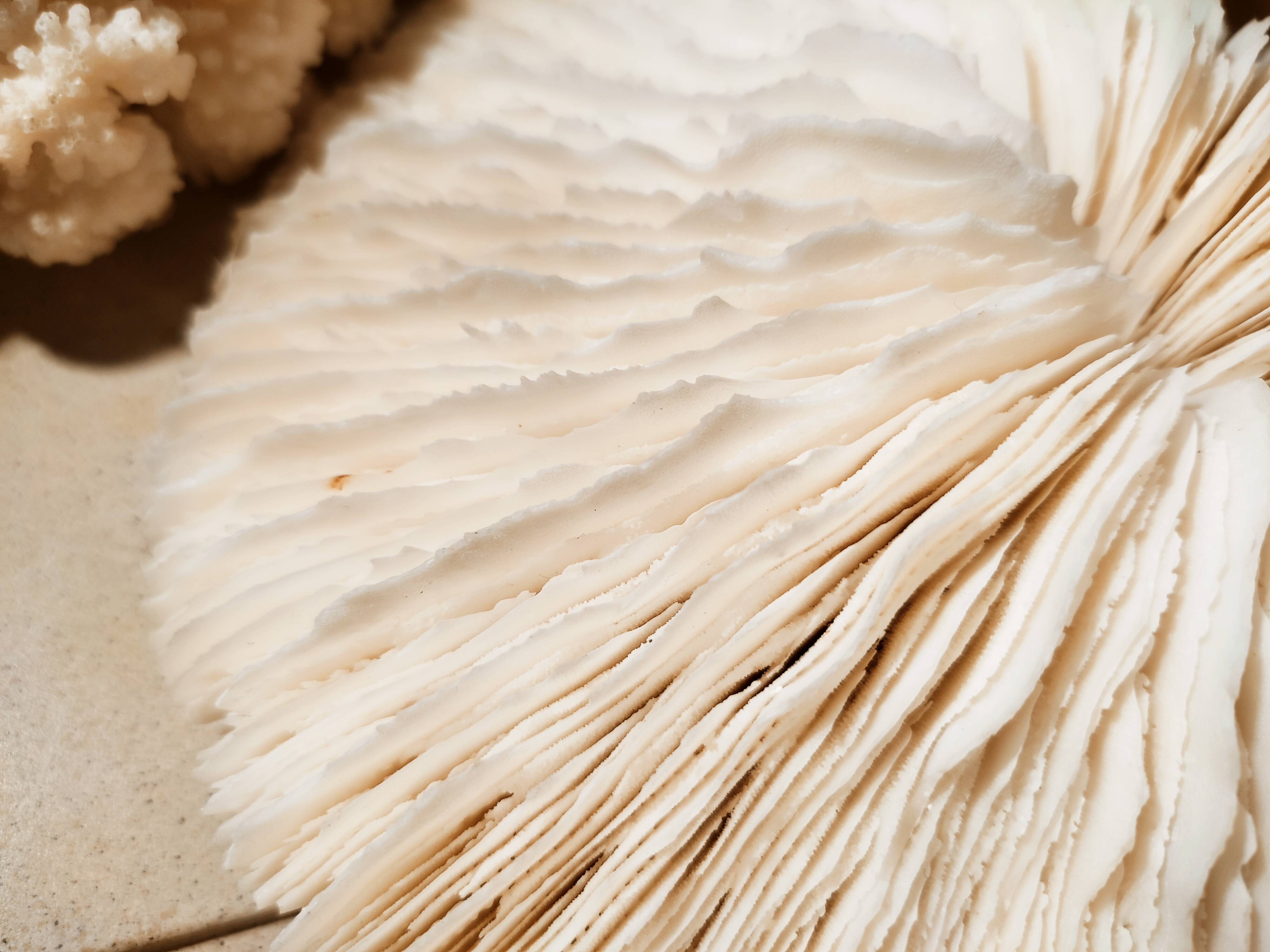 Corals and shellfish