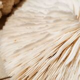 Corals and shellfish