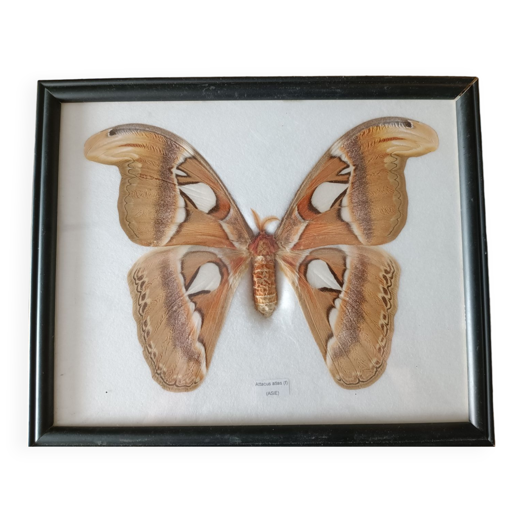 Attacus atlas