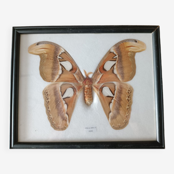 Attacus atlas