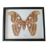 Attacus atlas