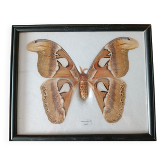 Attacus atlas