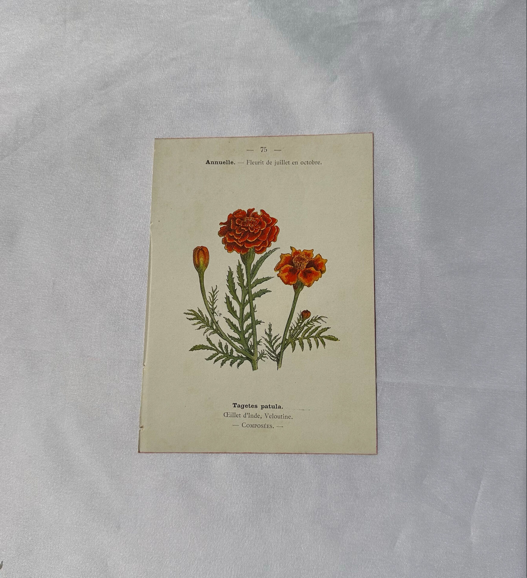 Planche Botanique Gravure naturaliste ancienne 19eme recto verso