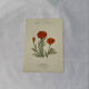 Planche Botanique Gravure naturaliste ancienne 19eme recto verso