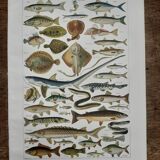 Fish lithograph from 1948