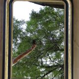 Louis Philippe mirror in blackened and gilded wood, 74 x 102 cm