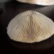 Corail ancien