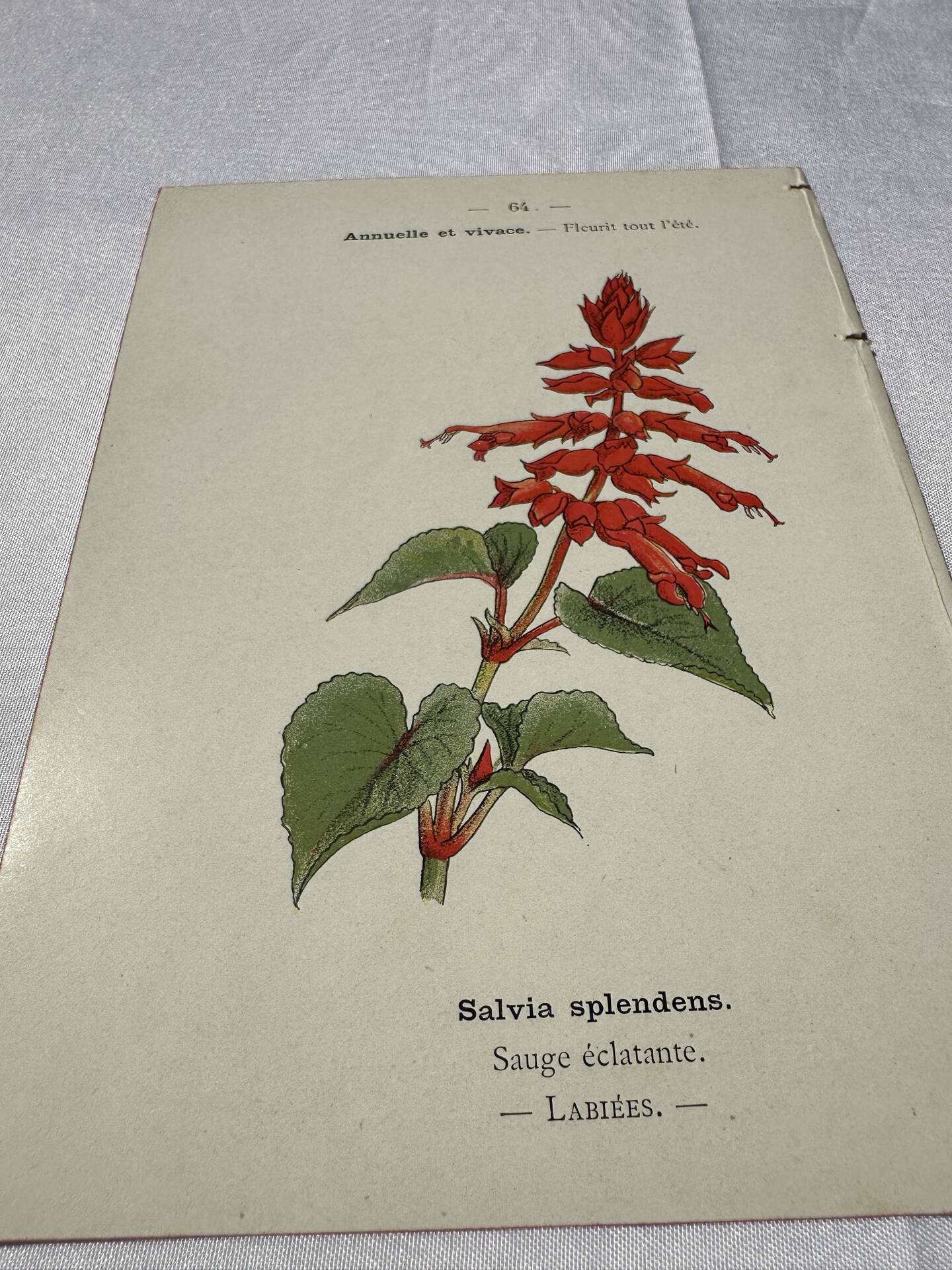 Botanical engraving Flower France double-sided coloured 1800