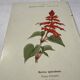 Botanical engraving Flower France double-sided coloured 1800