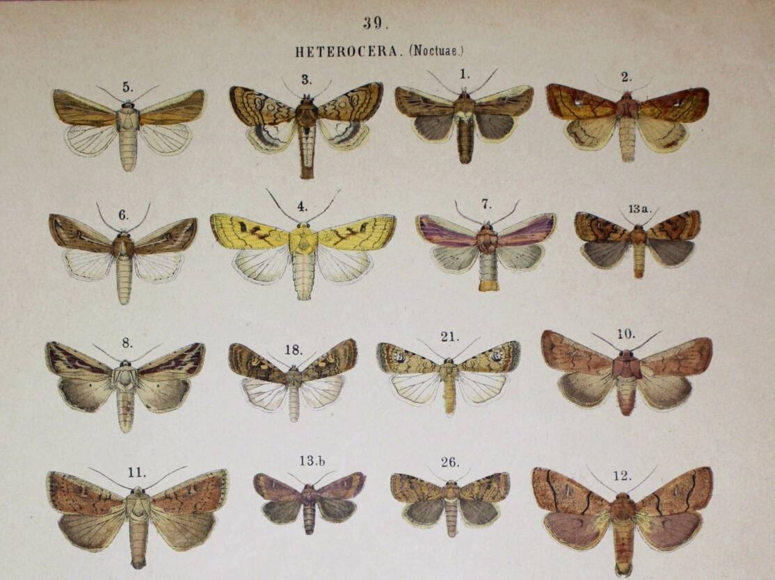 Antique print of Butterflies - Lithograph from 1887 - Andereggii - Original illustration