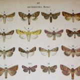 Antique print of Butterflies - Lithograph from 1887 - Andereggii - Original illustration