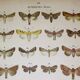 Antique print of Butterflies - Lithograph from 1887 - Andereggii - Original illustration
