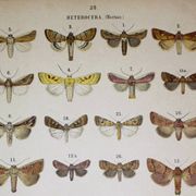 Antique print of Butterflies - Lithograph from 1887 - Andereggii - Original illustration