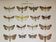 Antique print of Butterflies - Lithograph from 1887 - Andereggii - Original illustration