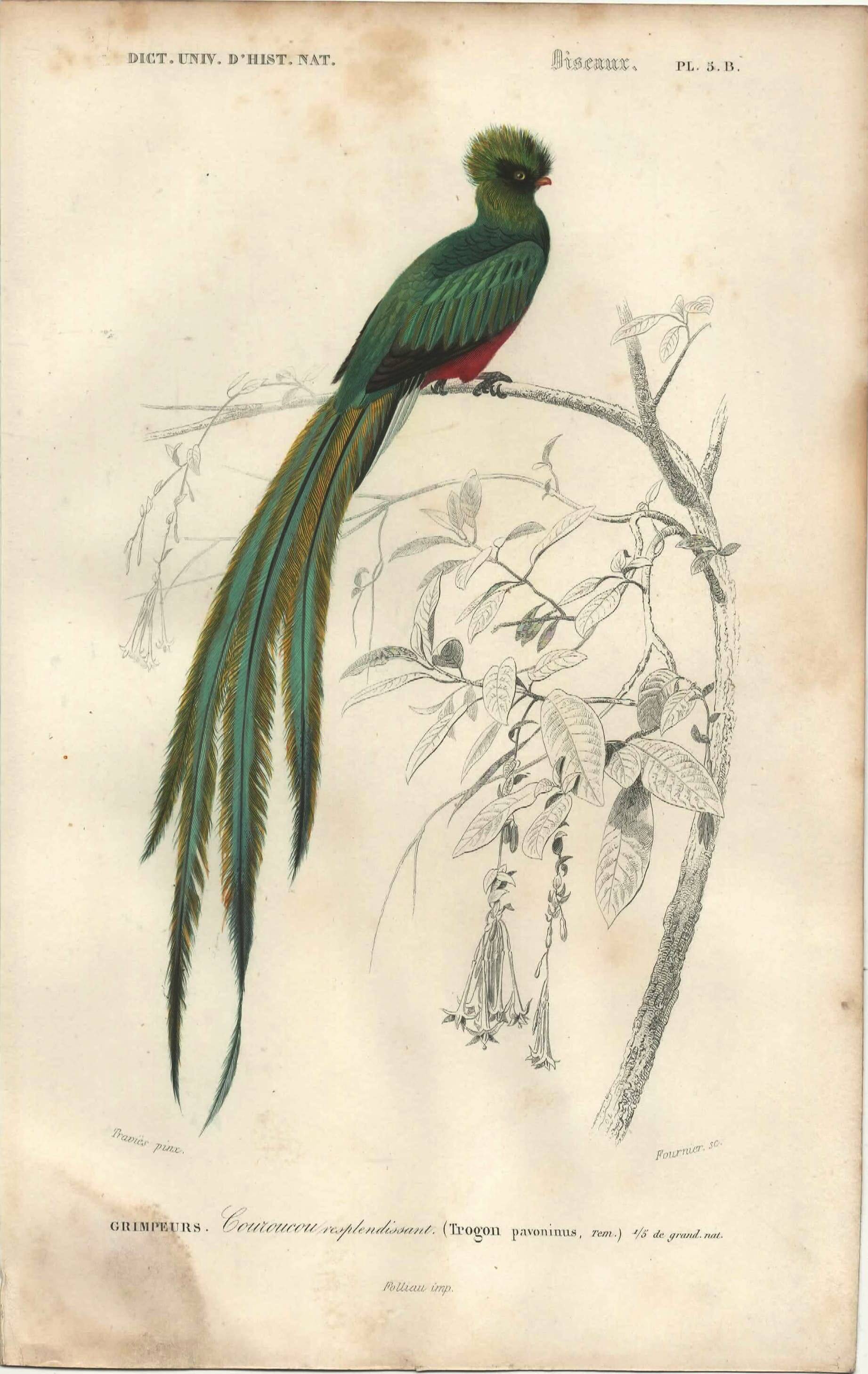 Planche ancienne 1849 - Couroucou par E.Travies - Gravure oiseaux naturel